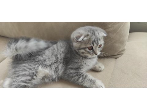 Scottish fold anne baba british