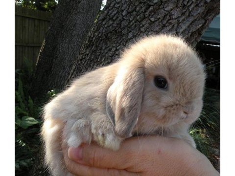 Sarı/ karamel hollanda lop yavru tavşan