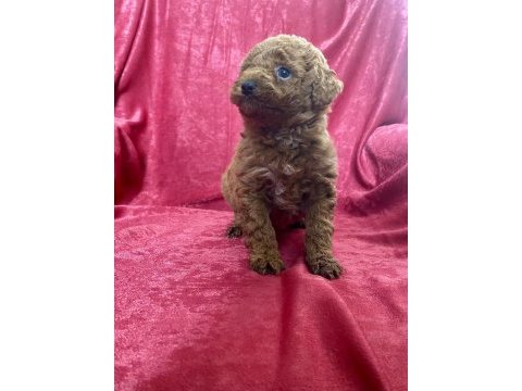 Mini red toy poodle kızımız