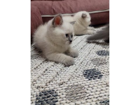 Temiz ırk british shorthair yavrusu