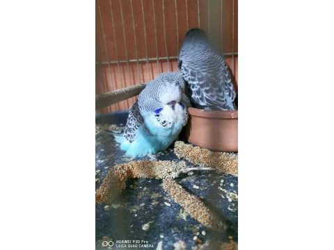 Show jumbo rainbow yavrular ve damızlık kuşlar