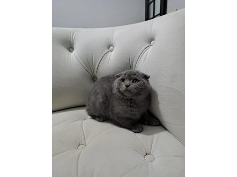 3 aylık scottish fold yavru kedimiz