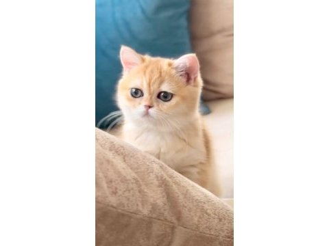 Golden british shorthair yavrular birbirinden güzeller