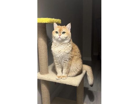 Golden british shorthair 3 yaşında kısır