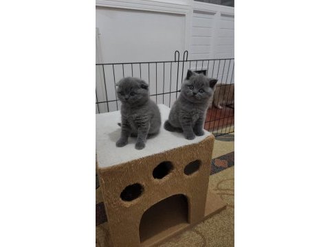 Ankara nın en güzel british shorthair yavruları