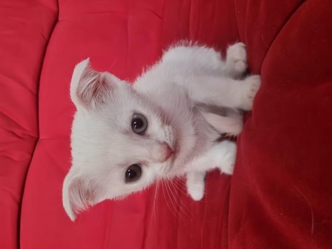 Minik yavrumuz yuvasını bekliyor scottish fold