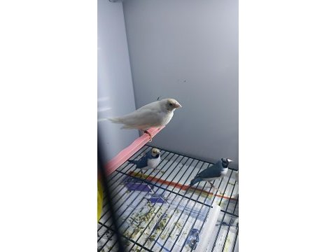 Mavi ve silver goldian finch takımlar
