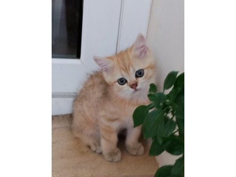Golden british shorthair yavrular