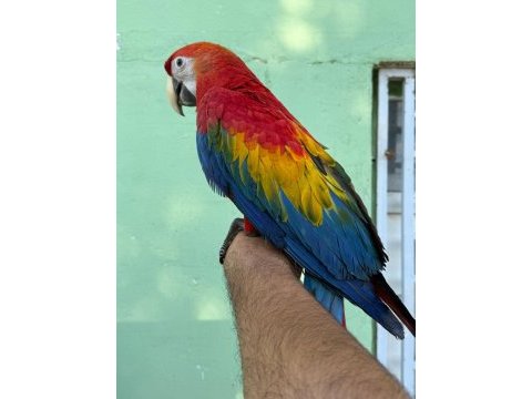 Teslime hazır scarlet macaw yavrumuz