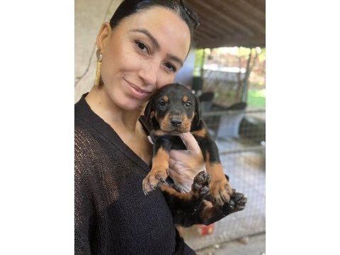 Doberman kızıl ve siyah yavrularım