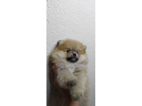 Minik pomeranian yavrularımız yeni yuvasını arıyorlar