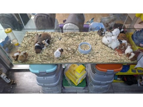 Ginepig yavrular yeni sahibini bekliyor