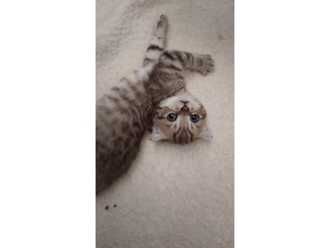 Scottish fold yeni yuvasını arıyor