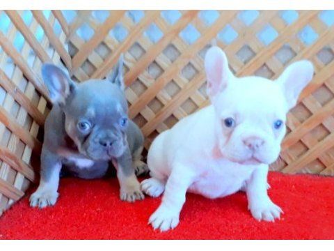Lilac and tan platinum french bulldog yavrular