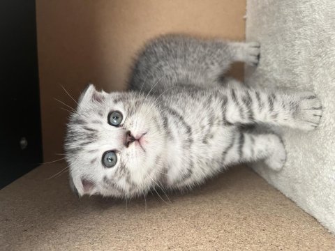 3 erkek ve 1 dişi scottish fold yavrularım