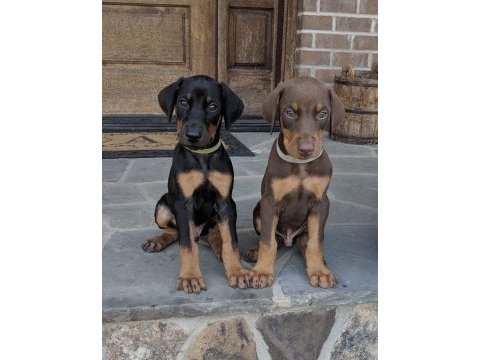 Irk ve sağlık garantili doberman yavrularımız