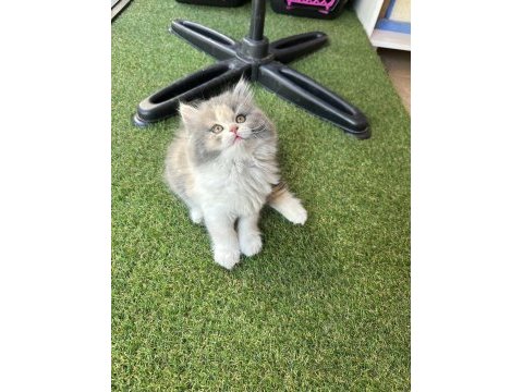 Top kafa british longhair show kalite bicolor white