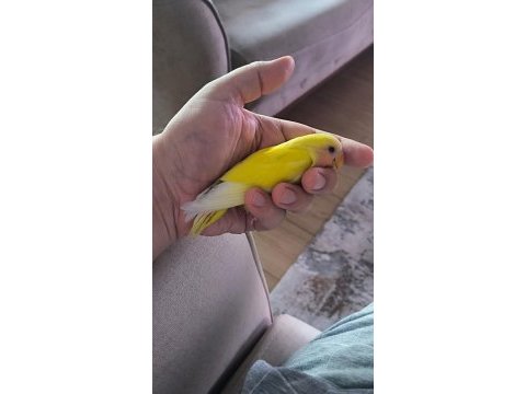 Sarı şeker sevda papağanı