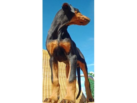Asil siyah yavru doberman