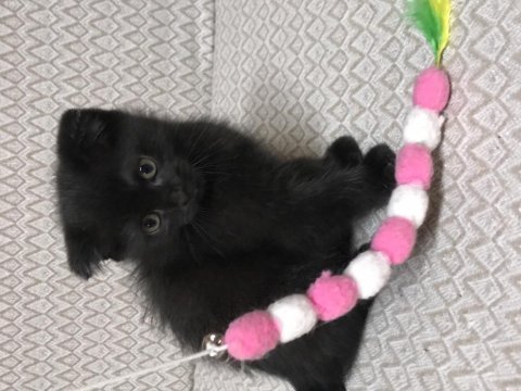 Top kafa scottish fold 2 aylık kardeşler