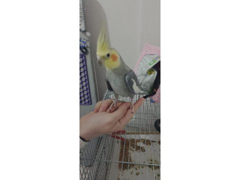 Grey sultan papağanı 2.5 yaşında ve konuşuyor