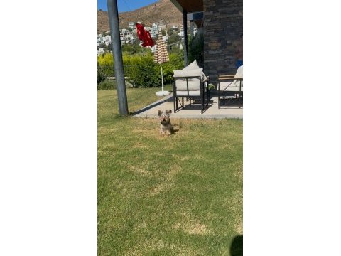 Saf terrier köpeğimiz