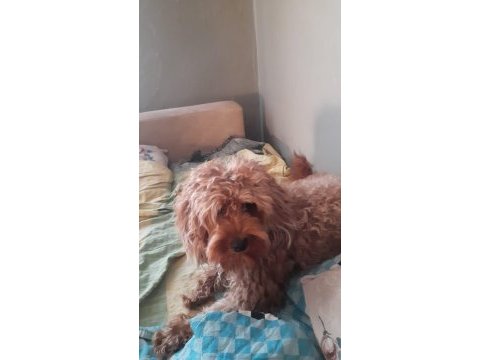 2 yaşında eğitimli patili poodle dostumuz tarçın