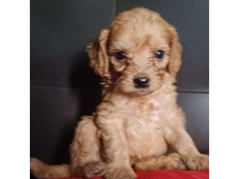 Maltipoo köpekler