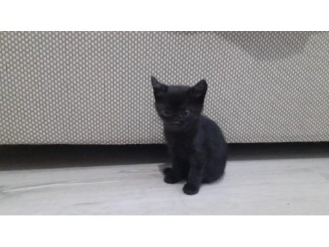 Ücretsiz 4 yavru anne kedim