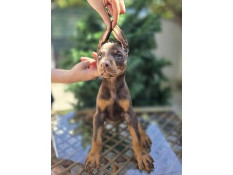 Kızıl ve klasik king doberman yavrular