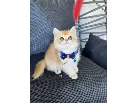 Show kalite orange british shorthair