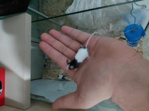 Panda mice hazır yavrular