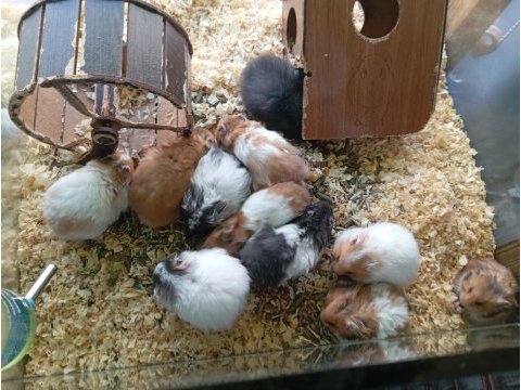 Yavru hamsterlar