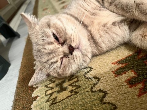 1 yaşına yeni girmiş dişi british shorthair