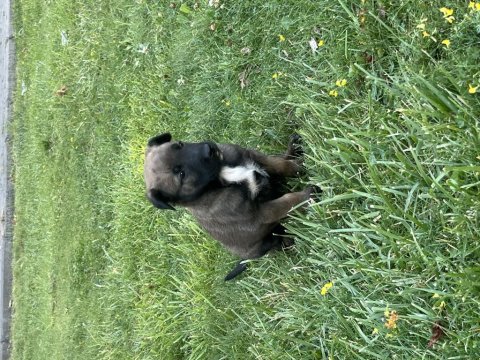 Safkan malinois