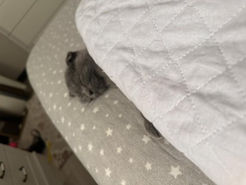 Scottish fold kedimiz