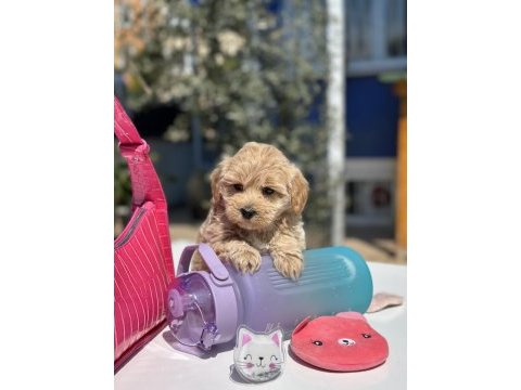 Mini maltipoo yavrularımız