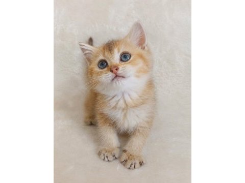 British shorthair yumoşlarım