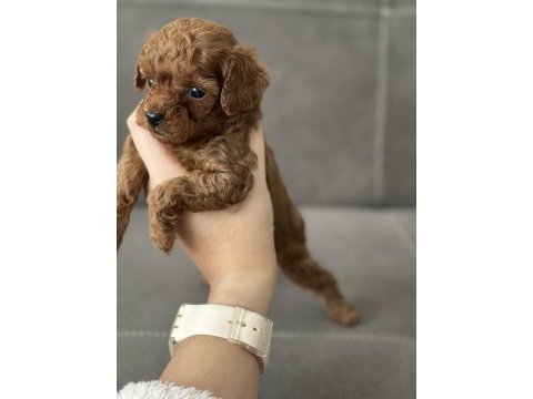 Safkan kore teacup dişi poodle yavrular