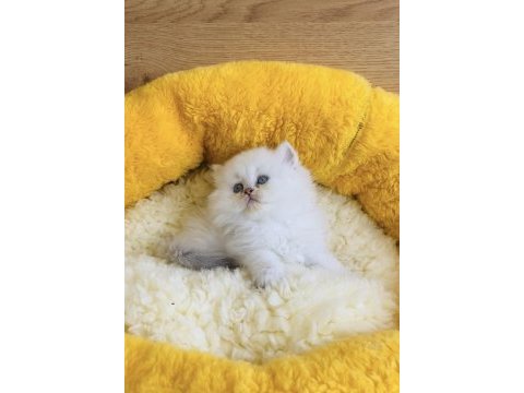 Pamuk şekerleri point scotısh fold longhair yavrularım 