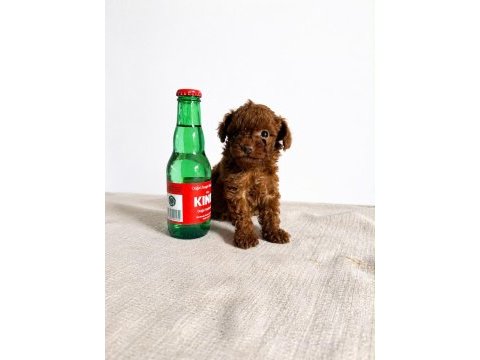2 aylık kore toy poodle