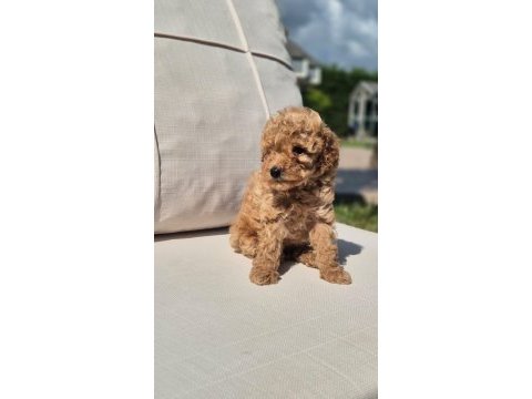 Eşsiz bir poodle deneyim için bizi aramadan karar vermeyn