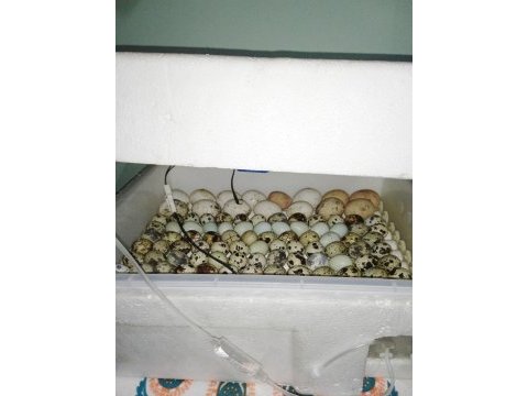 Kuluçkalık bıldırcın yumurtası