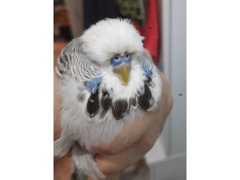 Show jumbo muhabbet kuşu erkek