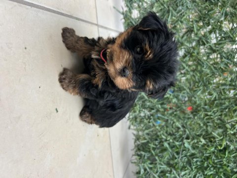 Bebek yorkie son kalan erkek yavru