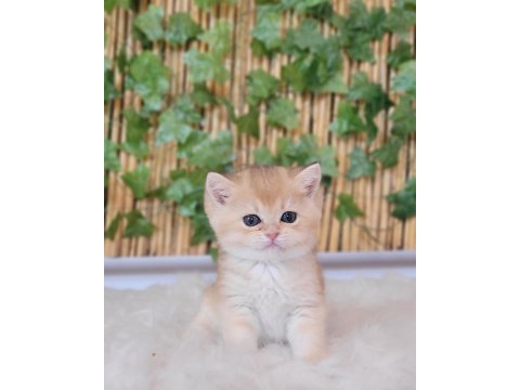 2 erkek 1 dişi british shorthair golden yavrular ust kalite