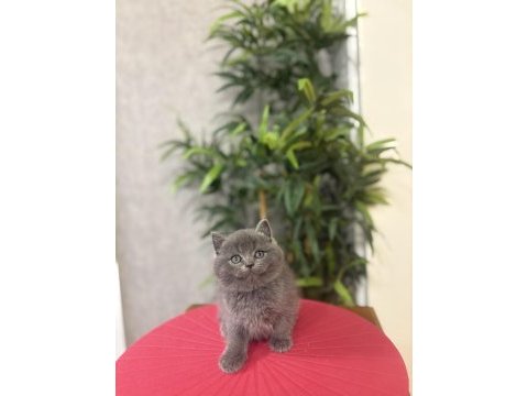Güzeller güzeli brıtısh shorthair yavrularım 