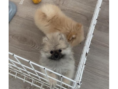 Orjinal pomeranian boo