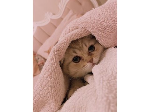 1 yaşında duman gri scottish fold