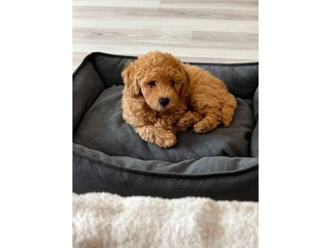 Erkek toy poodle